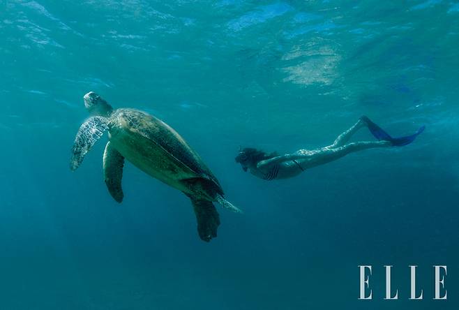 해안에 상주하는 매부리바다거북들. 사람에게 호의적인 거북이와 함께 수영을 즐겼다.