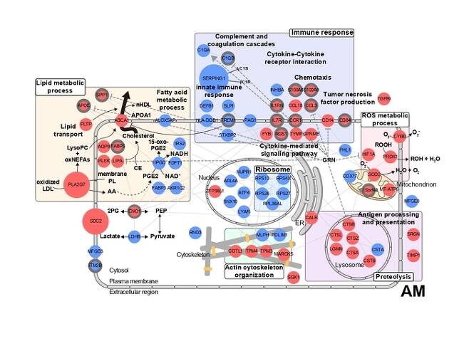 폐포 대식세포의 유전자 네트워크 모델.