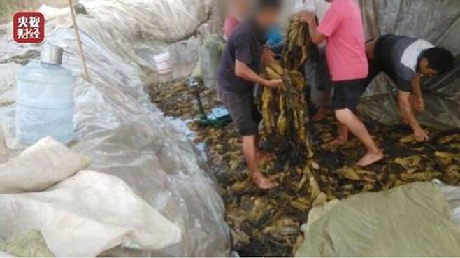 맨발로 절임 식품 만드는 과정 폭로한 CCTV 영상 (사진=CCTV 캡처, 연합뉴스)