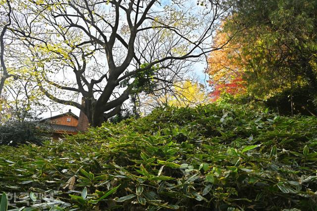양림동 선교사 주택 구역엔 상록활엽수가 많아 한겨울 풍경도 삭막하지 않다.