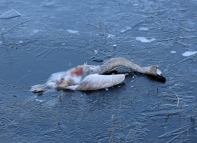 삵에 공격당해 죽은 어린 큰고니 [촬영 유형재]