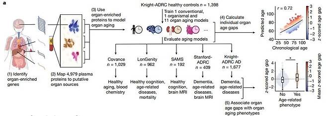 혈액 단백질을 이용한 개별 장기의 노화 속도 측정 과정  연구팀은 건강한 20~90세 1천400명의 혈액에서 단백질 5천여개의 수치를 검사, 다른 장기에 비해 한 장기에서 유전자가 4배 이상 활성화된 단백질 858개를 선별했다. 또 5천여개 단백질 수치를 기반으로 사람 또는 특정 장기의 나이를 추측하는 머신러닝 알고리즘을 훈련했으며, 이 알고리즘은 이를 통해 특정 장기의 노화 속도 가속과 연관성이 높은 단백질을 찾아냈다. [Nature/Tony Wyss-Coray et al. 제공. 재판매 및 DB 금지]