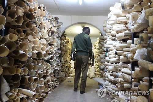 짐바브웨의 비축된 상아 ※사진은 기사 내용과 무관합니다. [EPA 연합뉴스 자료사진, 재판매 및 DB 금지]