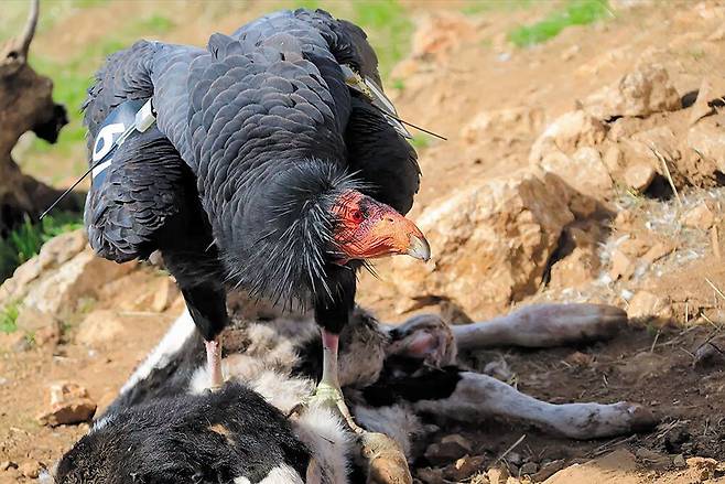 멸종 위기종 캘리포니아 콘도르가 동물의 사체를 뜯어먹고 있다. 미 어류·야생동물국은 콘도르 보호를 위해 고병원성 조류 인플루엔자 백신 접종을 승인했다. /미 국립공원관리청