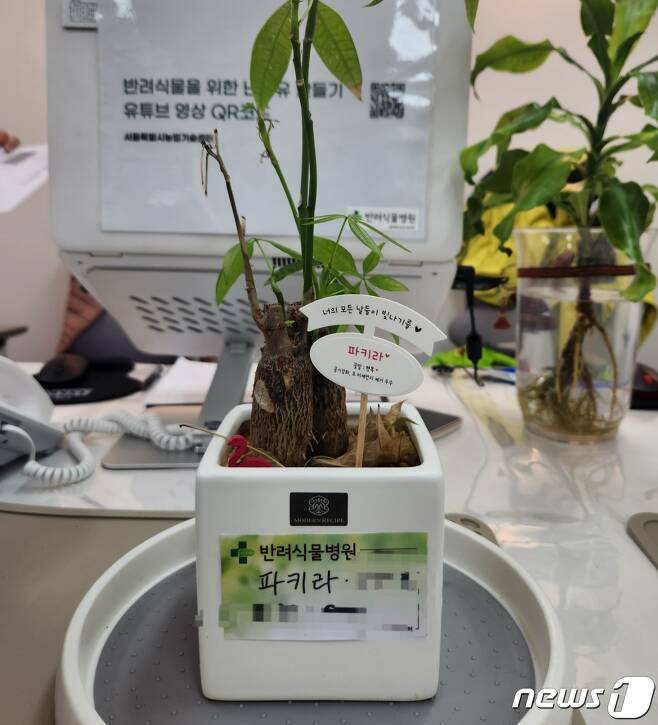 1일 서울 서초구 내곡동 반려식물병원을 찾은 A씨(27·여)의 파키라가 접수대 위에 올려졌다.  ⓒ News1