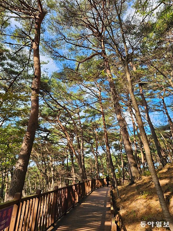쭉쭉 뻗은 적송이 숲을 이루고 있는 안면도 자연휴양림.