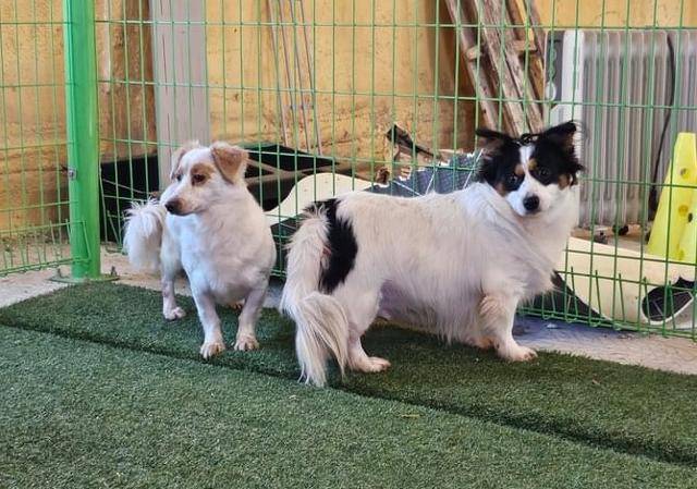 다른 개 친구들과도 잘 지내는 리카. 상주시동물보호센터 제공