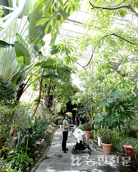 계절을 뛰어넘어 녹음 짙은 대전 한밭수목원 열대식물원. 한 방문객이 가벼운 옷차림으로 싱그러운 열대식물을 감상하며 거닐고 있다.