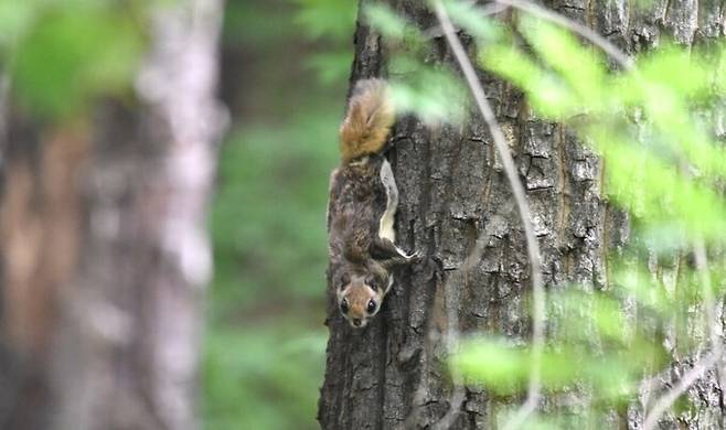 대전 보문산에서 발견된 멸종위기종 하늘 다람쥐. 대전충남녹색연합 제공