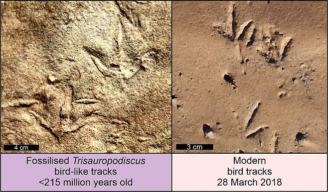 트리사우로포디스쿠스(왼쪽)와 현생 조류(오른쪽)의 발자국. 사진=Abrahams et al., CC-BY 4.0