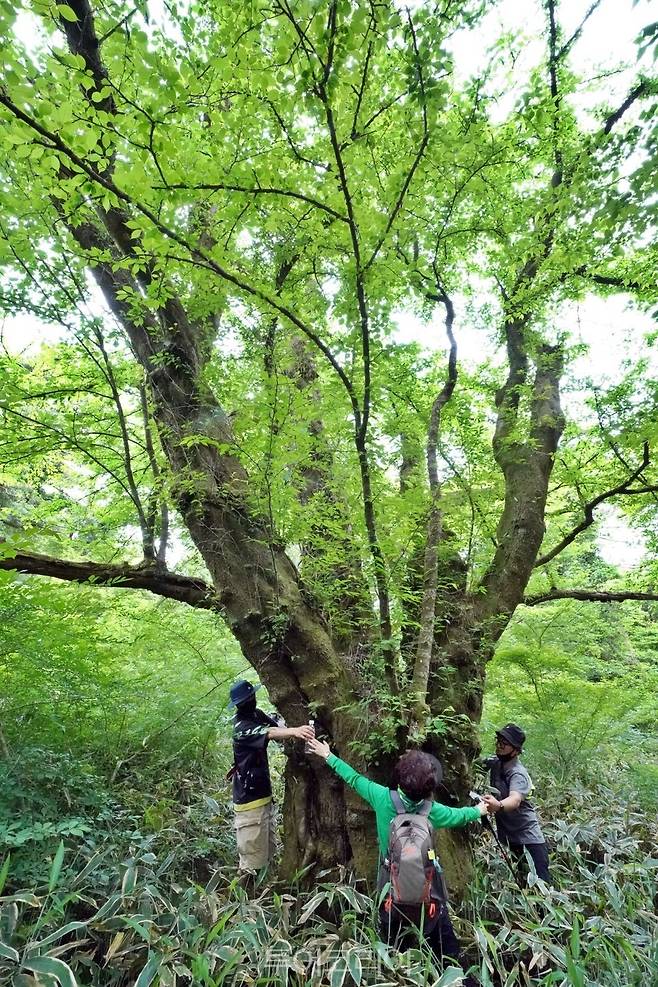 제주 봉개 최고령 왕벚나무 /사진-산림청