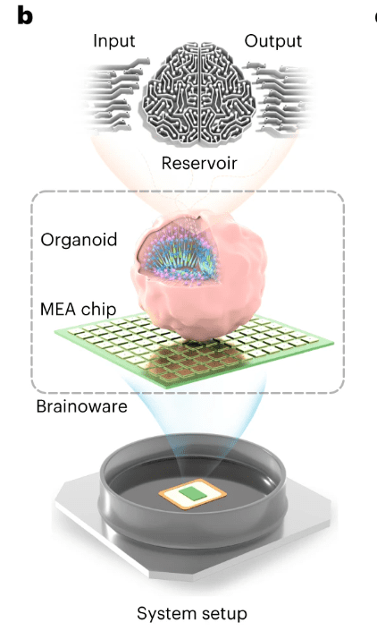 뇌 오가노이드와 전자회로를 연결한 '브레이노웨어' 개념도 (자료=네이처 일렉트로닉스)