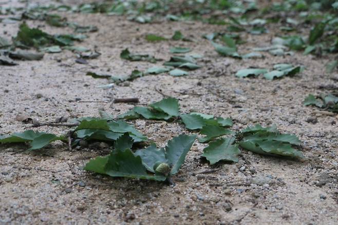 도토리거위벌레가 떨어뜨린 참나무잎.