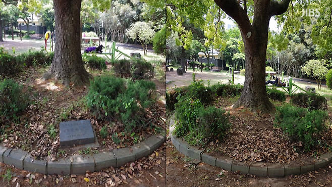 2020년 5월 제주시 신산공원 내 '전두환 기념식수 표지석'이 철거되기 전(사진 왼쪽)과 후의 모습