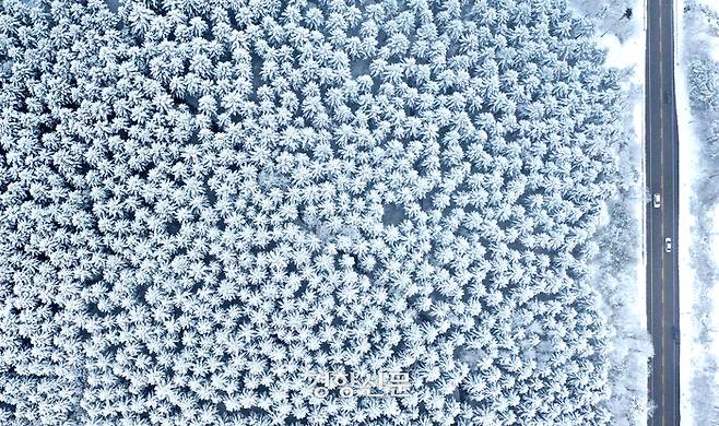 강원 산간 지역을 중심으로 많은 눈이 내린 12일 강원 평창군 대관령 일대에 하얗게 눈이 쌓여 있다. 조태형 기자