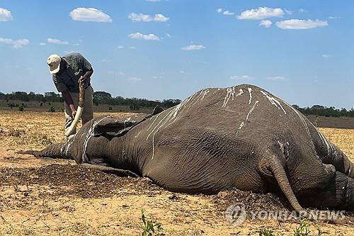 짐바브웨 국립공원에서 물부족으로 폐사한 코끼리. 로이터 연합뉴스