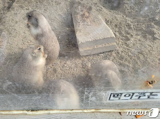 13일 한 방문객이 주는 먹이를 먹고 있는 프레리도그. 2023.12.13/뉴스1 ⓒ News1 이성덕 기자