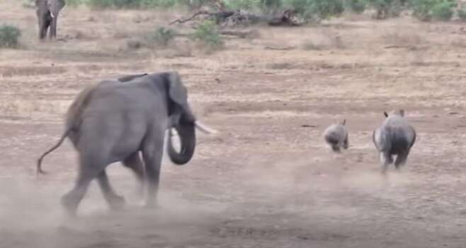 코끼리의 공격을 받은 암컷 코뿔소가 새끼를 데리고 황급히 달아나고 있다. /Latest Sightings Youtube 캡처