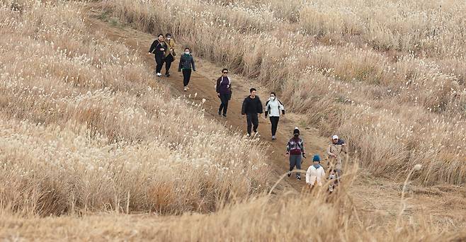 궂은 날씨를 보인 11일 오전 제주시 애월읍 봉성리 새별오름을 찾은 관광객들이 억새꽃이 활짝 핀 탐방로를 걷고 있다. 연합뉴스