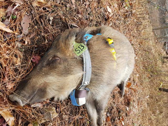 서울 북한산에서 포획한 뒤 위치추적장치(GPS)를 달기 위해 마취한 상태의 멧돼지. 이동경로를 추적한 결과 주택가 주변에서도 활발히 활동하는 것이 확인됐다. 이성민 서울대 농업생명과학연구원 선임연구원 제공