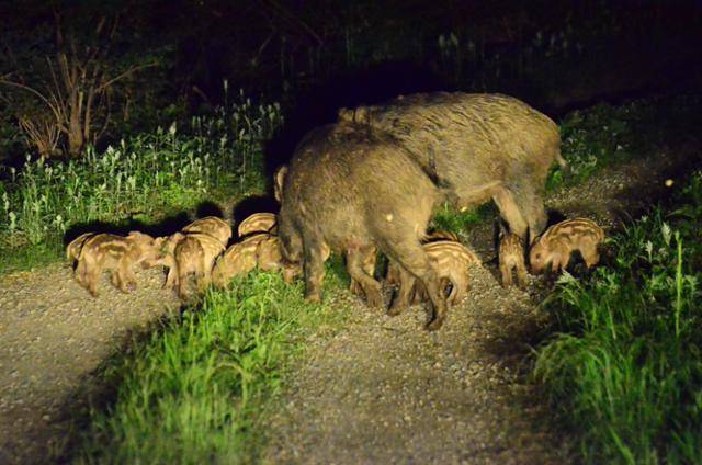서울 북한산에서 무인카메라에 찍힌 멧돼지 가족. 이성민 서울대 농업생명과학연구원 선임연구원 제공