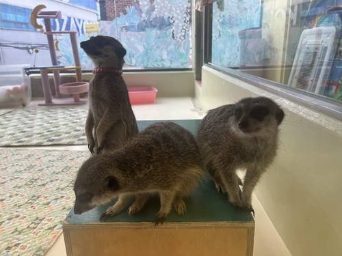 서울 마포구 이색동물 카페 내 미어캣들 [촬영 김정진]