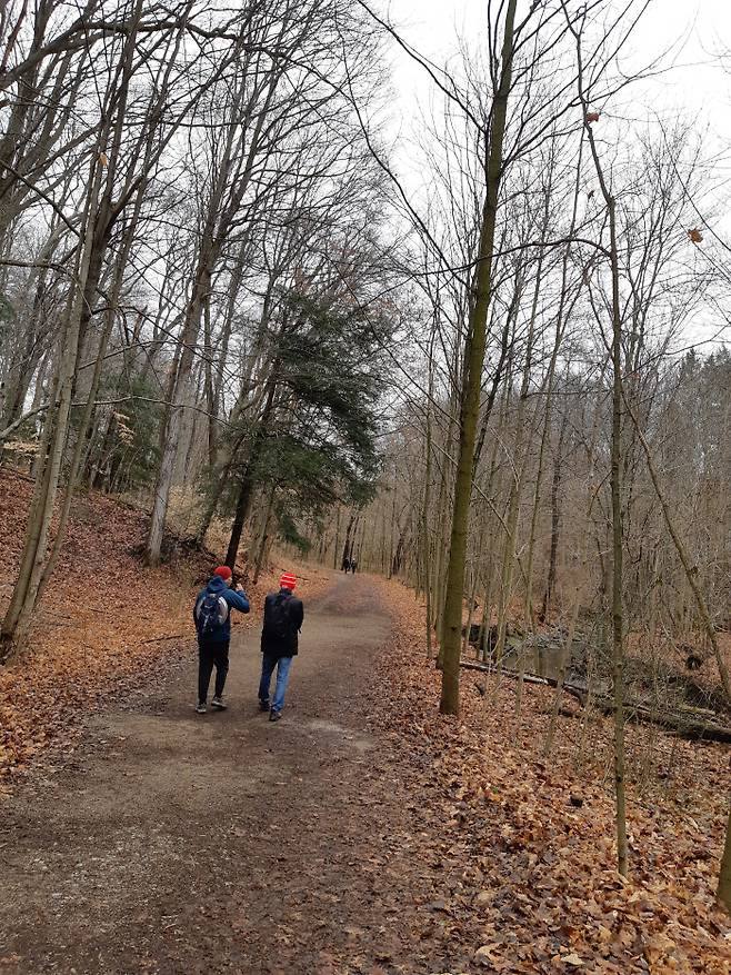 캐나다에 살면서 좋은 점을 꼽으라면 대자연이 가까이 있다는 점이다. 토론토의 주택가에 사진과 같은 숲길이 있거나 큰 공원이 조성되어 있다. 맑은 공기를 마시며 걷기에 아주 좋다.