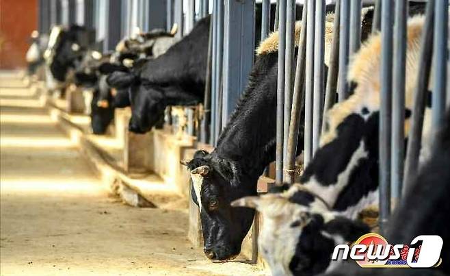 (평양 노동신문=뉴스1) = 북한 노동당 기관지 노동신문에 보도된 세포지구 축산단지. [국내에서만 사용가능. 재배포 금지. DB 금지. For Use Only in the Republic of Korea. Redistribution Prohibited] rodongphoto@news1.kr