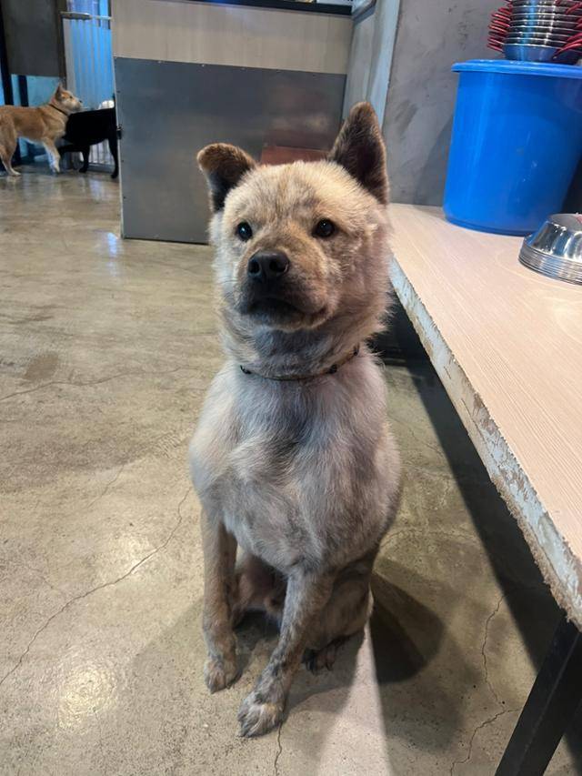 보스는 올무 제거로 인해 오른쪽 앞발을 디디지 못하지만 생활하는 데는 전혀 문제가 없다. 보스가 좋아하는 건 사람과 산책이다. 동물구조119 제공