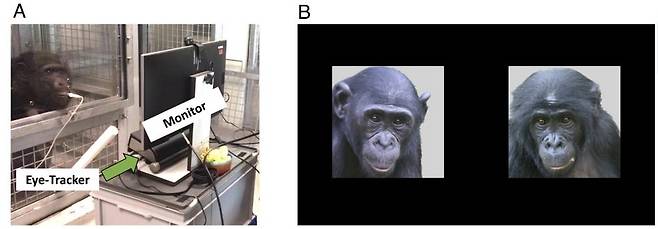 침팬지 가족·친구 얼굴 기억 실험 모습 연구팀은 침팬지에게 주스를 마시게 한 다음 과거 1년 이상 함께 지낸 침팬지와 완전히 낯선 침팬지의 사진을 모니터에 나란히 보여주고, 시선 추적 장치로 이들이 어디를 오래 바라보는지 측정했다. [PNAS/Laura S. Lewis et al. 제공. 재판매 및 DB 금지]