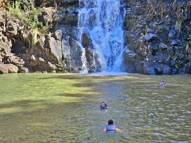 와이메아 폭포에서 여행객들이 한낮의 수영을 즐기고 있다. 강수량 등에 따른 폭포 상태를 고려해 수영 가능 여부가 달라져 방문일 오전 9시 확인해야 한다.