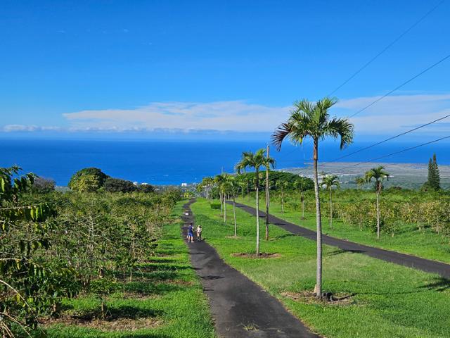 하와이섬 '코나 커피벨트'에 위치한 UCC 커피 직영 농장의 커피밭 전경.