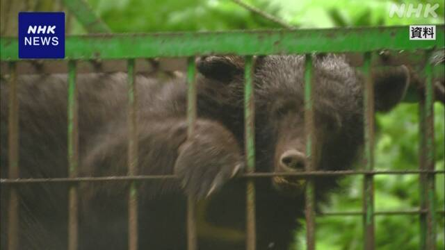 곰 | NHK 화면 캡처