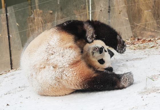 Fu Bao, Korea's giant panda, plays in the snow at Everland in Yongin, Gyeonggi. [YONHAP]