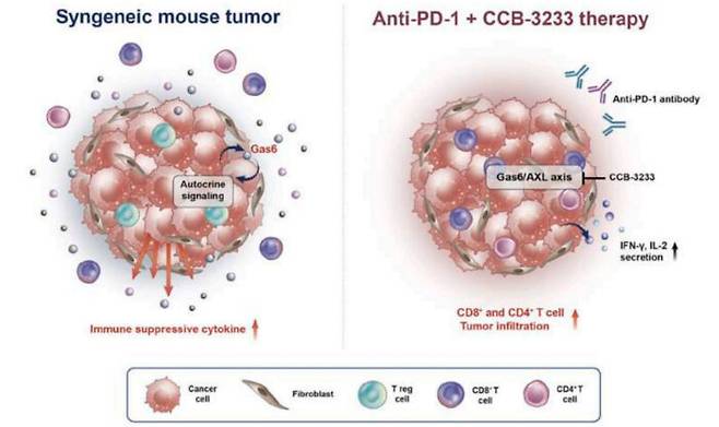 아주대병원 허훈 교수팀이 연구에 사용한 유전적으로 GAS6를 억제해 배양한 위암세포(왼쪽)와 'PD-1 억제제'-'AXL 억제제' (CCB-3233) 병용요법 작용 과정을 묘사한 모식도 [자료=아주대병원]