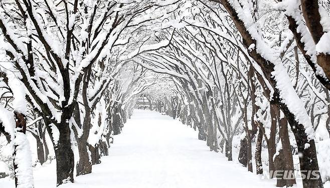 눈 터널로 변모한 내장산 단풍터널. (사진 = 정읍시 제공) *재판매 및 DB 금지