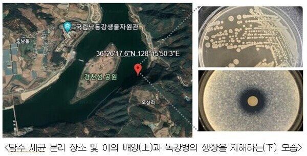 녹강병 억제시키는 담수 세균. 낙동강생물자원관 제공