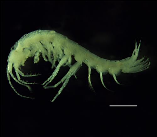 단양동굴옆새우. [환경부 낙동강생물자원관 제공. 재판매 및 DB 금지]