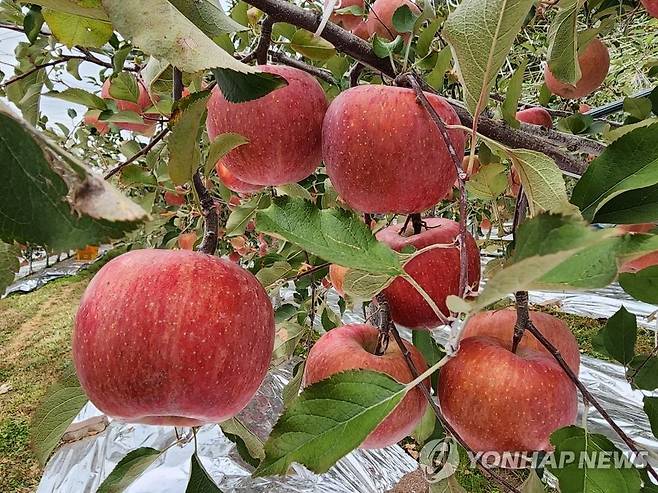 사과 연합뉴스 자료사진