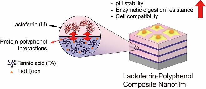 락토페린-폴리페놀 복합재료 나노코팅기술 모식도 [이화여대 제공]