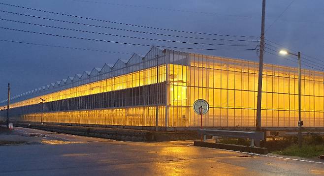 야간 보강등을 켠 우듬지팜의 유리온실 외관. 우듬지팜 제공