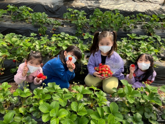 지난해 경북 울진 매화초 병설유치원생들이 울진 왕피천공원 내 친환경 딸기농장에서 ‘새콤달콤 유기농 딸기 수확 체험’을 하고 있다. 매회초 제공