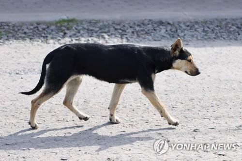 러시아 떠돌이 개. TASS 연합뉴스