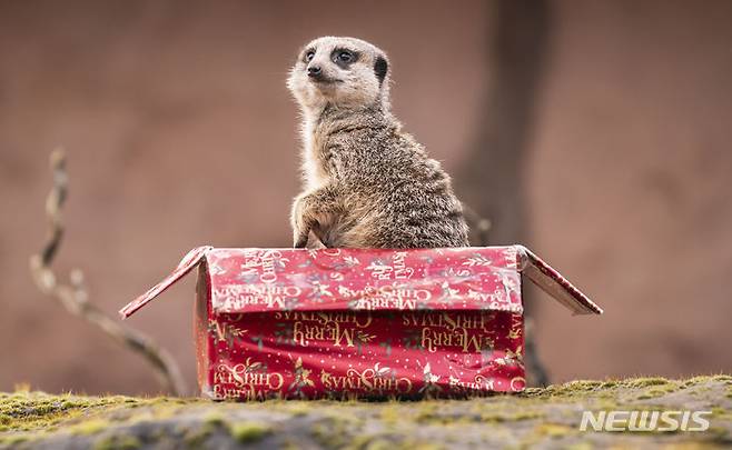 [동커스터=AP/뉴시스] 성탄절인 25일(현지시각) 영국 동커스터의 요크셔 야생 공원에서 미어캣 한 마리가 성탄절 특식이 들어 있는 선물 상자를 열어보고 있다. 2023.12.26.