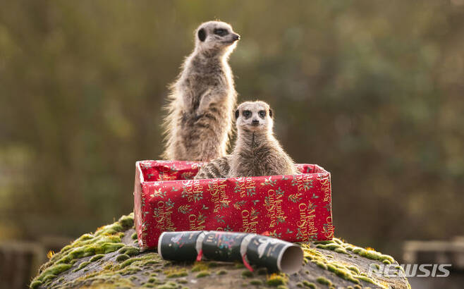 [동커스터=AP/뉴시스] 성탄절인 25일(현지시각) 영국 동커스터의 요크셔 야생공원에서 미어캣 두 마리가 성탄절 특식이 들어 있는 선물 상자를 열어보고 있다. 2023.12.26.
