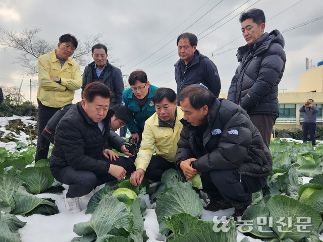 오영훈 제주도지사(맨 앞줄 왼쪽), 김병수 애월농협 조합장(맨 뒷줄 왼쪽 두번째), 강우식 농협경제지주 제주본부 부본부장(〃네번째) 등이 한파와 폭설에 노출된 양배추를 살피고 있다.