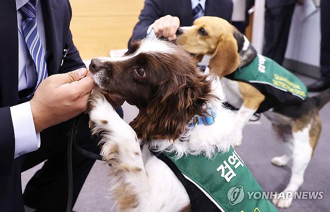 새로운 가족 찾는 검역탐지견 마루와 호야 (세종=연합뉴스) 김주형 기자 = 농림축산검역본부 관계자들이 26일 오전 세종시 정부세종청사에서 열린 2024년 검역탐지견 민간 입양 시작과 관련한 브리핑에 입양 대상견인 호야(비글)와 마루(잉글리쉬 스프링거 스파니엘)를 데리고 참석해 있다.
    탐지견은 은퇴 시기(만 8세)가 도래하거나, 능력저하·훈련탈락 등의 사유가 발생하면 민간 입양을 통해 제2의 삶을 시작하게 된다. 2020년부터 2023년까지 총 3회 민간 입양을 실시해 13마리가 새로운 가정을 찾았다. 2023.12.26 kjhpress@yna.co.kr