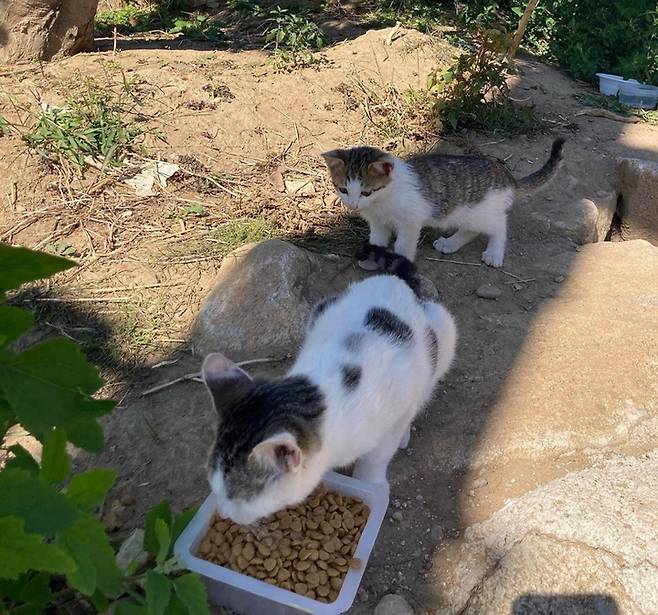 [진주=뉴시스] 진주시, 길고양이 중성화 사업 추진. *재판매 및 DB 금지