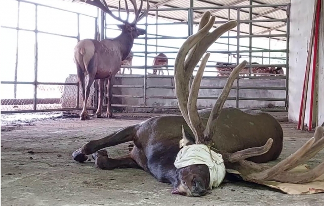 동물보호단체 페타(PETA)가 동물학대로 고발한 국내 한 사슴농장에서 사슴이 쓰러져있다. 페타 홈페이지 캡처