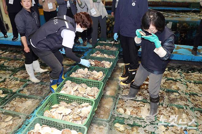 정부 관계자들이 일본산 활가리비에 대한 관능검사와 정밀검사를 위한 검체를 채취하고 있다. 사진공동취재단